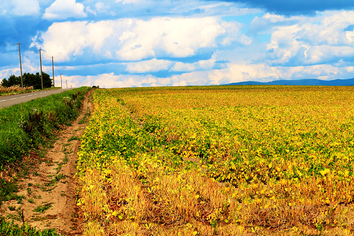 Yellow-tinged azuki fields in Hokkaido