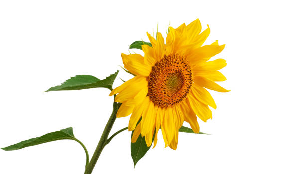 istock yellow sunflower with leaves and petals, isolate on a white background 1338946615