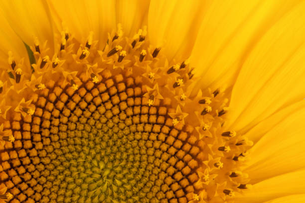 A detailed macro photograph showcasing the complex pattern of a sunflower's central disk. The vibrant yellow hues highlight the Fibonacci spirals and intricate texture, creating a visually captivating scene that reflects the beauty of nature. The image emphasizes symmetry, detail, and the mesmerizing aspects of botanical geometry.