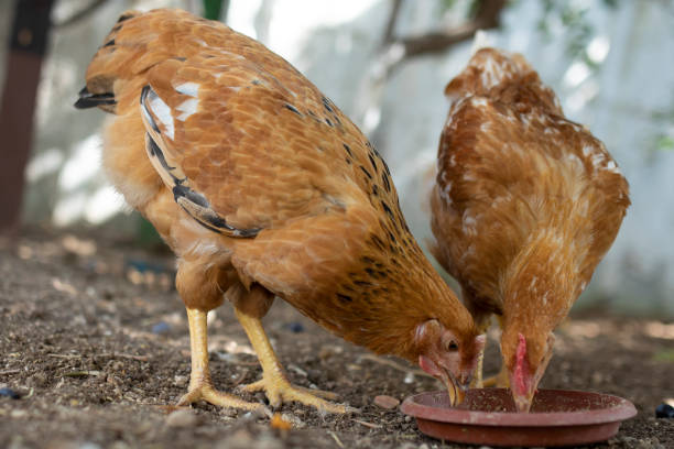 istock livestock chickens feeding at the farm yard 1338946848