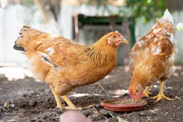 istock livestock chickens feeding at the farm yard 1338946849