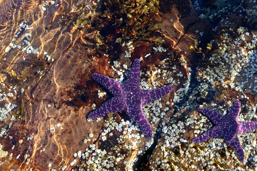 Two purple sea stars under the water in Pacific Ocean at Beachcomber Regional park in Nanoose Bay, British Columbia