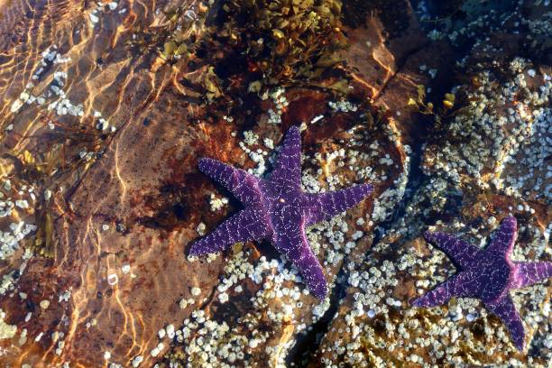 Two violet coloured starfish beneath the surface of the water Two purple sea stars under the water in Pacific Ocean at Beachcomber Regional park in Nanoose Bay, British Columbia canada close up color image day stock pictures, royalty-free photos & images