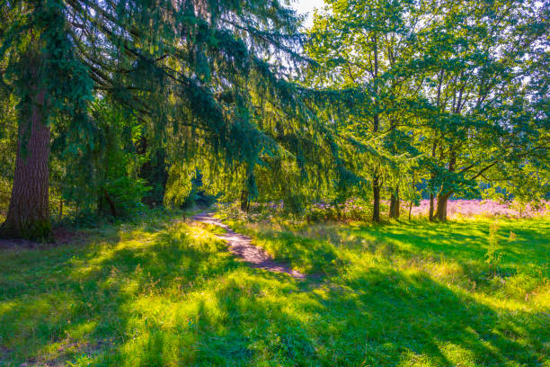 istock Flowering heather and trees in a forest in bright sunlight in summer 1338948615