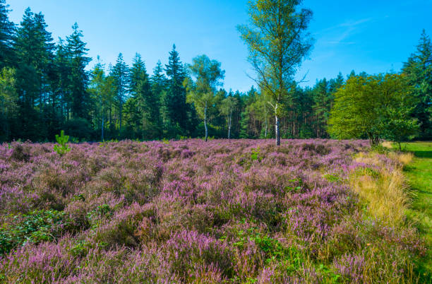 istock Flowering heather and trees in a forest in bright sunlight in summer 1338948629