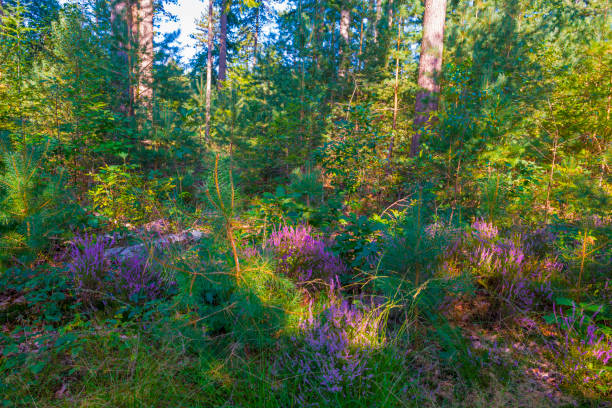 Flowering heather and trees in a forest in bright sunlight in summer, Baarn, Lage Vuursche, Utrecht, The Netherlands, September 5, 2021