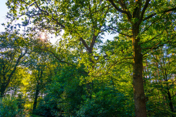 Nature Forest in spring