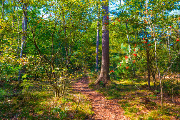 istock Path in a sunlit green forest in bright sunlight in summer 1338948731