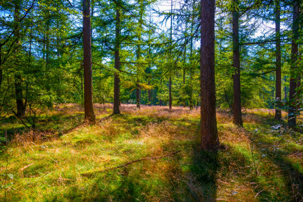 istock Path in a sunlit green forest in bright sunlight in summer 1338948791
