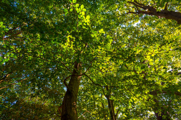 istock Path in a sunlit green forest in bright sunlight in summer 1338948813