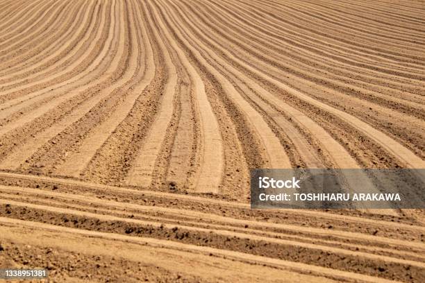 Vegetable Field Landscape Stock Photo - Download Image Now - Hokkaido, Agricultural Field, Farm