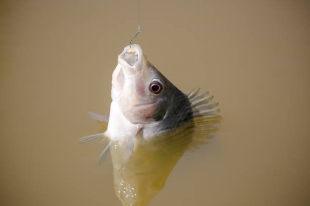 istock Tilapia is the common name given to several species of freshwater cichlid fish. 1338952427