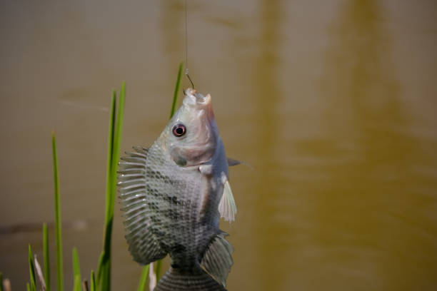 Tilapia is the common name given to several species of freshwater cichlid fish.