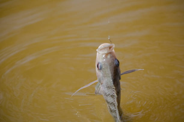 istock Tilapia is the common name given to several species of freshwater cichlid fish. 1338952435
