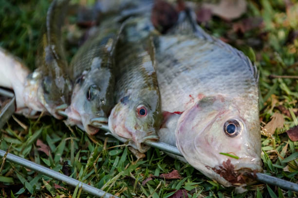 istock Tilapia is the common name given to several species of freshwater cichlid fish. 1338952949