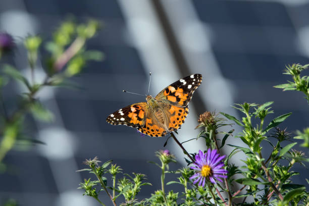 塗装された女性やヴァネッサ・カルデイは、夏の終わりの日にソーラーパネルを背景にした有名なカラフルな蝶です。 - summers day ストックフォトと画��像