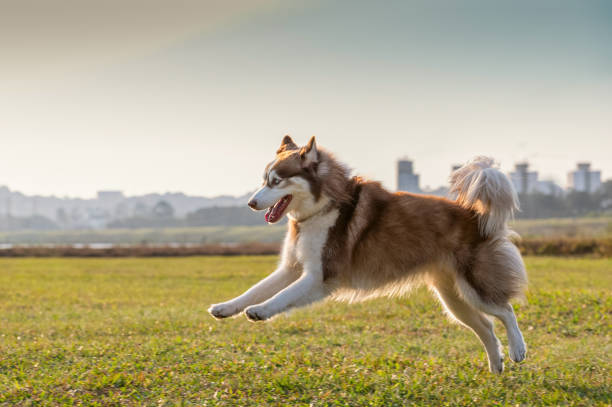 dog alone at the park siberian husky dog running alone outside at the park on the sunset husky stock pictures, royalty-free photos & images