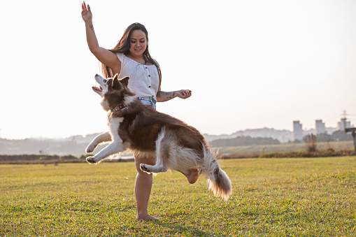 young woman playing and interacting with a siberian husky dog outside at the park on a sunny day