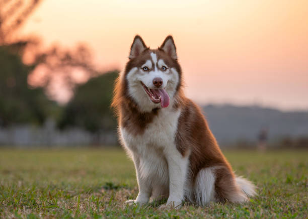 istock dog portrait outside at the park on summer 1338954103