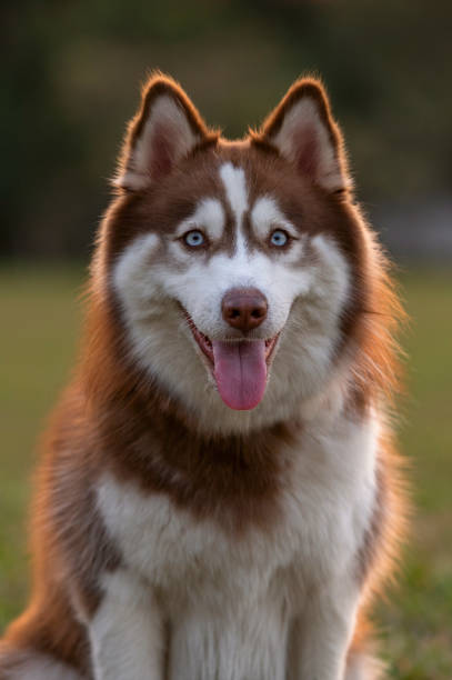 istock dog portrait outside at the park on summer 1338954105