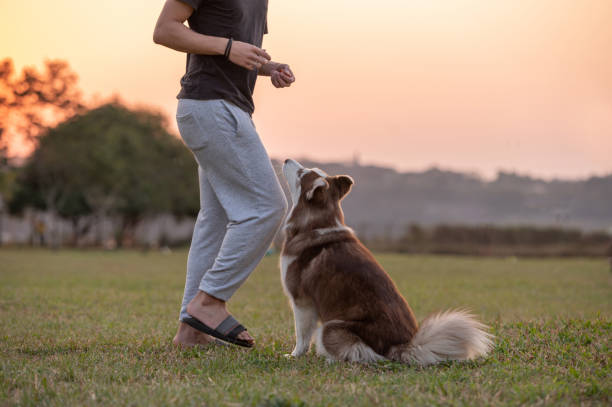 istock young man playing with a dog outside 1338954114