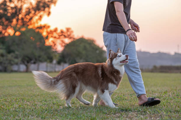 istock young man playing with a dog outside 1338954115