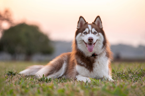 portrait of siberian husky dog lying on the grass at the park on sunny day