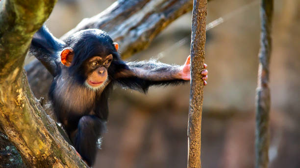 赤ちゃんチンパンジーはつるのために手を伸ばす - チンパンジー属 ストックフォトと画像