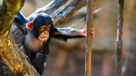 A baby chimpanzee nervously reaches for a vine
