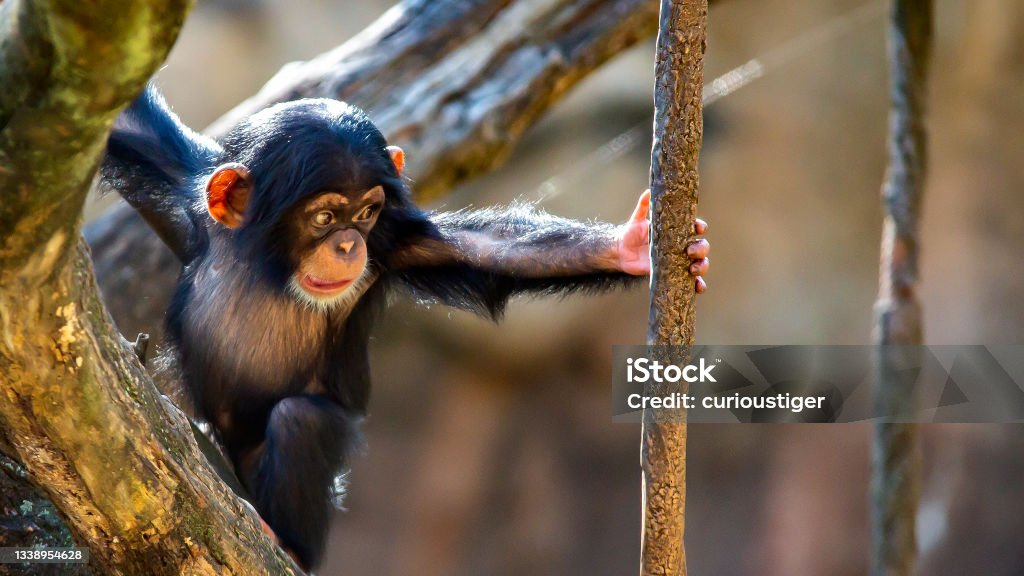 Baby Chimpanzee Reaching for a Vine A baby chimpanzee nervously reaches for a vine Chimpanzee Stock Photo