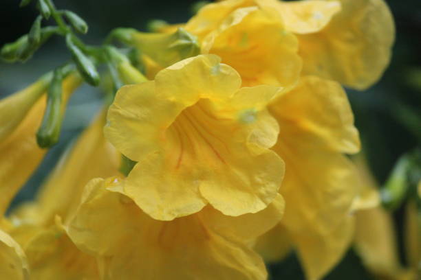 istock Trumpet Flower 1338954744