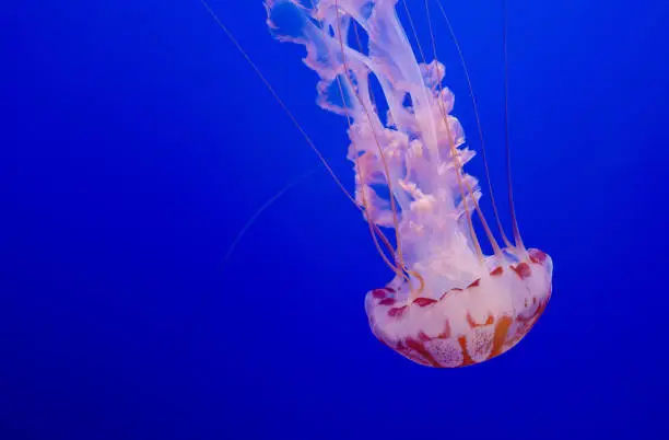 Jellyish are free-swimming marine animals found along costal waters.