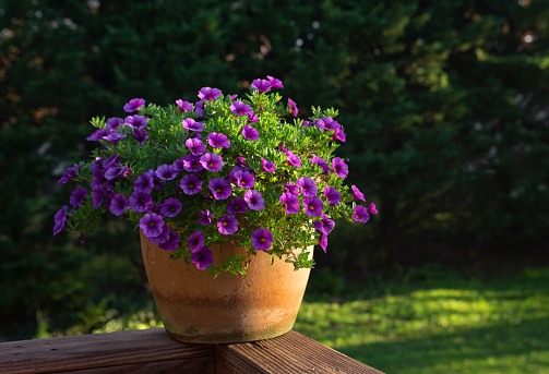 Early morning light shines on a beautiful Calibrachoa planted in a clay pot