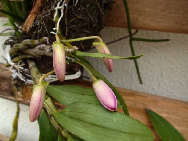 istock orchid flower plant 1338957212