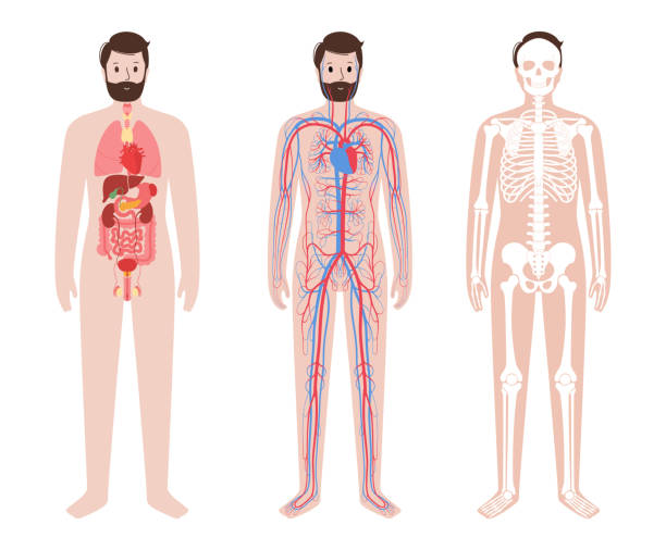 Human body systems Internal organs, arterial and venous circulatory system. Skeleton, joints and bones in human body. Stomach, liver, heart, kidney, intestine and other organs. Blood vessels diagram vector illustration. male reproductive system diagram stock illustrations