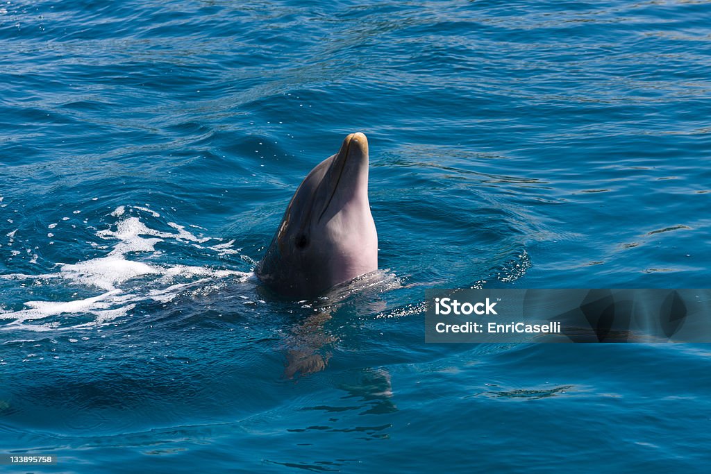 Dauphins jouent sur la mer - Photo de Dauphin libre de droits