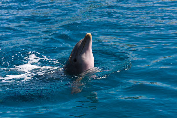 istock Dolphin play on the sea 133895758