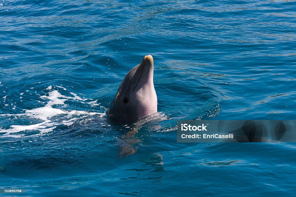 Delfin gry na morze - Zbiór zdjęć royalty-free (Bez ludzi)
