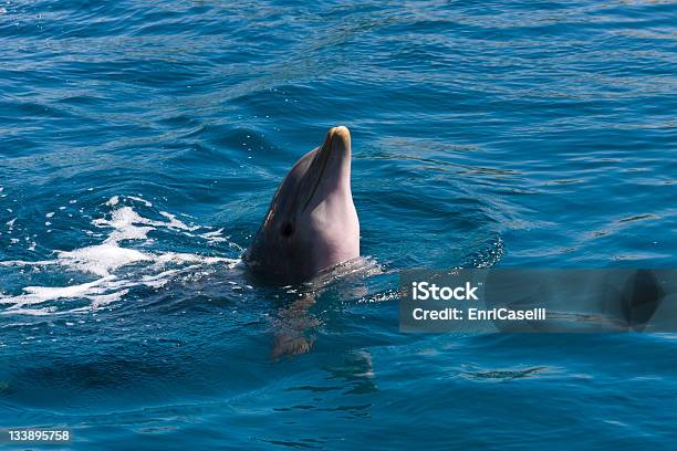 Delfin Gry Na Morze - zdjęcia stockowe i więcej obrazów Bez ludzi - Bez ludzi, Delfin, Fotografika