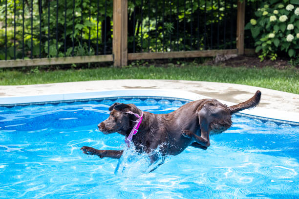 A boy and his pet pug race in a pool. The pug is wearing a life jacket.