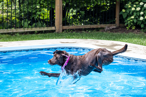 Labrador Dog Jumping in the Swimming Pool. It is a very warm sunny summer day and the dog is jumping in the water to cool down.