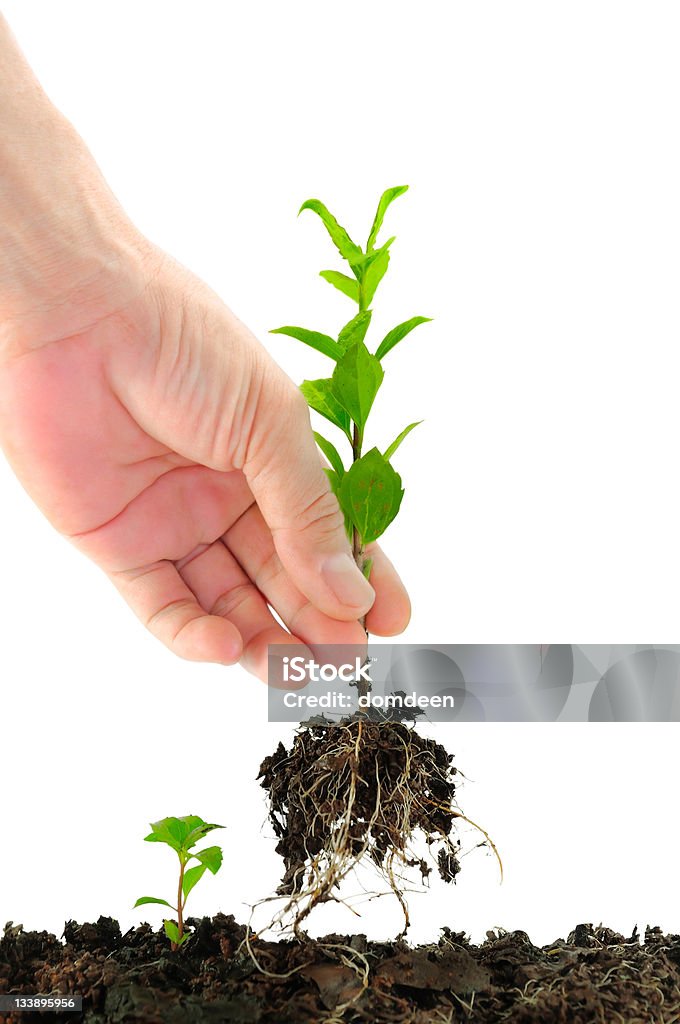 Green seedling in hand Green seedling in hand isolated on white Agriculture Stock Photo