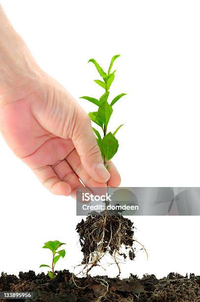 Green Seedling In Hand Stock Photo - Download Image Now - Agriculture, Botany, Care