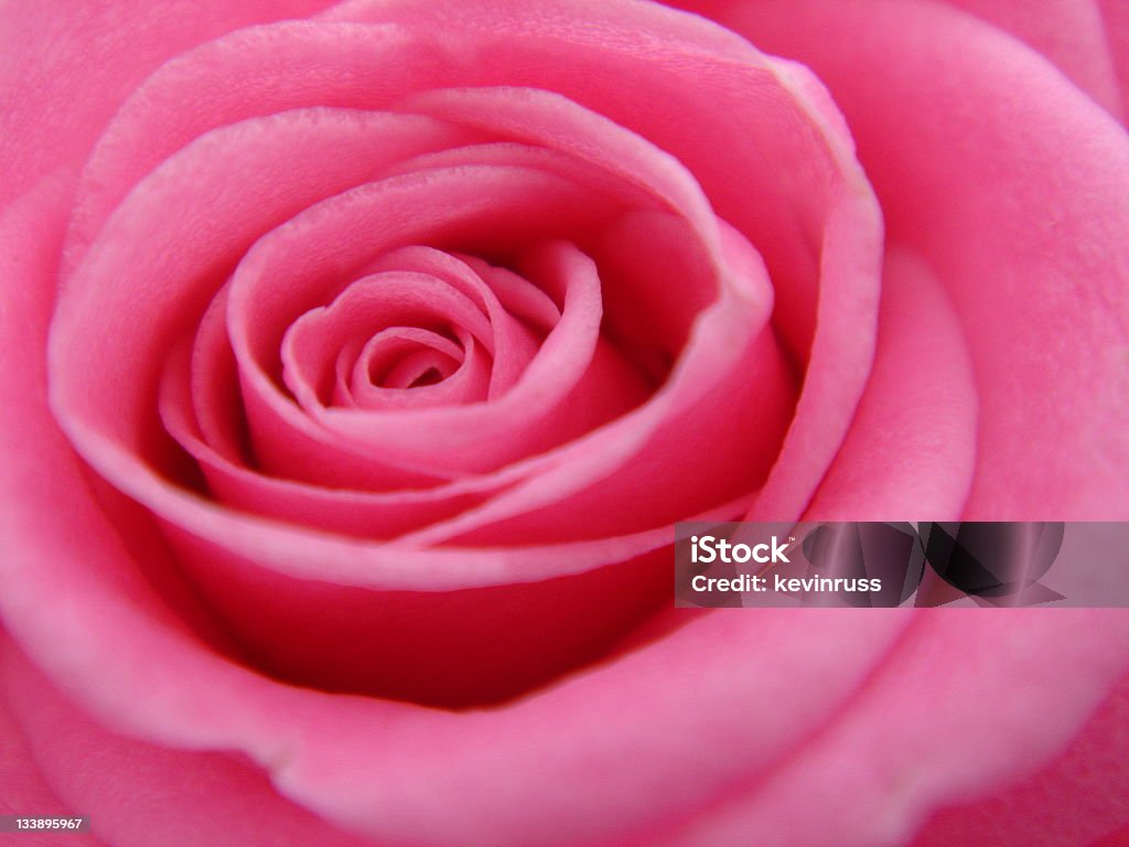 Upclose Bild von einer Rosa Rose - Lizenzfrei Blume Stock-Foto
