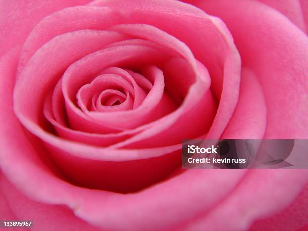 Upclose Bild Von Einer Rosa Rose Stockfoto und mehr Bilder von Blume - Blume, Blütenblatt, Extreme Nahaufnahme