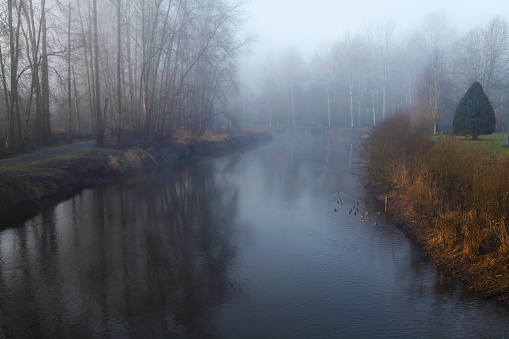 Foggy morning on Sammamish Slough in Bothell, WA