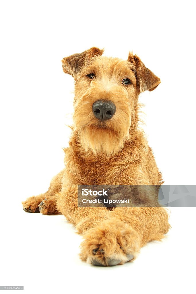 Purebred Irish Terrier - Lizenzfrei Braun Stock-Foto