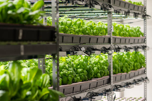 istock Indoor Organic Vegetable Farm 1338963029