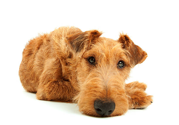 순수혈통 아이리시테리어 - dog irish terrier sadness depression 뉴스 사진 이미지