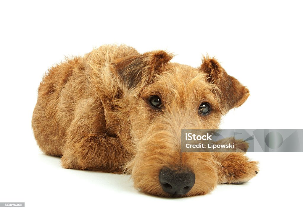 Purebred Irish Terrier Purebred dog Irish Terrier five months old lying on a white background with sad look, focused on eyes Animal Stock Photo